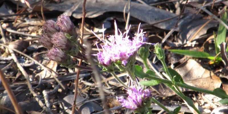 Pretty Pink Flowers in Florida